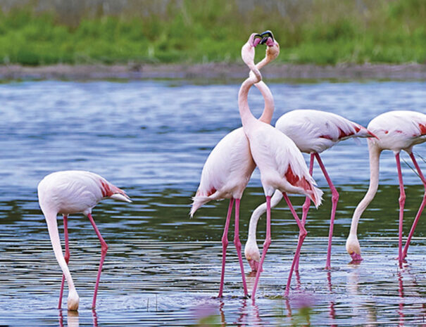 CASABELL3_Laguna de Fuente de Piedra_ALOJAMIENTO_LICUA_1400X934